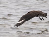 Stercorarius skua 1cy Stora Hult, Vejbystrand, Båstad, Skåne, Sweden 20111030C 289