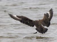 Stercorarius skua 1cy Stora Hult, Vejbystrand, Båstad, Skåne, Sweden 20111030C 298