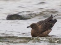 Stercorarius skua 1cy Stora Hult, Vejbystrand, Båstad, Skåne, Sweden 20111030C 309