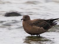 Stercorarius skua 1cy Stora Hult, Vejbystrand, Båstad, Skåne, Sweden 20111030C 311