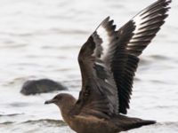 Stercorarius skua 1cy Stora Hult, Vejbystrand, Båstad, Skåne, Sweden 20111030C 315