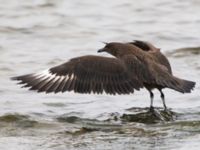 Stercorarius skua 1cy Stora Hult, Vejbystrand, Båstad, Skåne, Sweden 20111030C 317