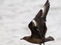 Stercorarius skua 1cy Stora Hult, Vejbystrand, Båstad, Skåne, Sweden 20111030C 318