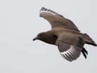 Stercorarius skua 1cy Stora Hult, Vejbystrand, Båstad, Skåne, Sweden 20111030C 341