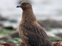 Stercorarius skua 1cy Stora Hult, Vejbystrand, Båstad, Skåne, Sweden 20111030C 380