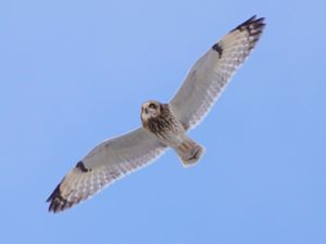 Asio flammeus - Short-eared Owl - Jorduggla