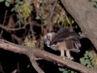 Asio otus 1cy Cafe Gulmale, Birecik, Turkey 20120628 411