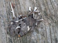 Asio otus pellet Husie mosse, Malmö, Skåne, Sweden 20160402_0044