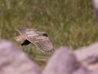 Athene noctua Caldiran, Turkey 20120702 216