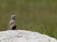 Athene noctua Caldiran, Turkey 20120702 224