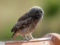 Athene noctua juv Petra, Lesvos, Greece 20050615 525