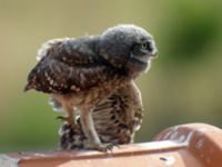 Athene noctua juv Petra, Lesvos, Greece 20050615 541