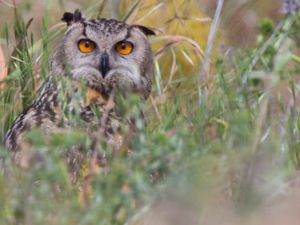 Bubo bubo - Eurasian Eagle Owl - Berguv