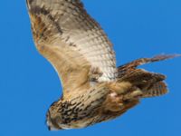 Bubo bubo Limhamns kalkbrott, Malmö, Skåne, Sweden 20100418 028