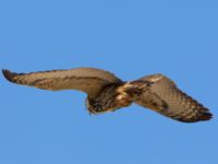 Bubo bubo Limhamns kalkbrott, Malmö, Skåne, Sweden 20100418 034