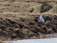 Bubo scandiacus Ikoravik Lake road, Barrow, Alaska, USA 20140701_0514