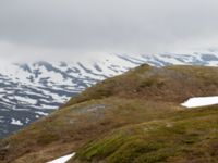 Bubo scandiacus old nest Nordkalottenleden Boarrasacohkka-Pålnostugan-Baktajavri, Torne lappmark, Lappland, Sweden 20150709_0691