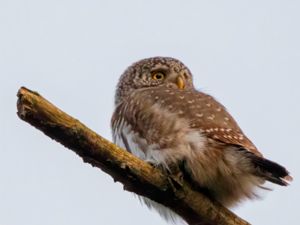 Glaucidium passerinum - Eurasian Pygmy Owl - Sparvuggla