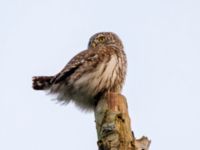 Glaucidium passerinum Alnarp, Lomma, Skåne, Sweden 20120129C 403