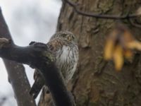 Glaucidium passerinum Alnarpsparken, Lomma, Skåne, Sweden 20111120B 035