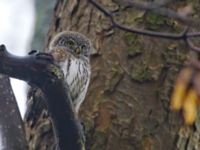 Glaucidium passerinum Alnarpsparken, Lomma, Skåne, Sweden 20111120B 043