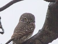 Glaucidium passerinum Alnarpsparken, Lomma, Skåne, Sweden 20111120C 021