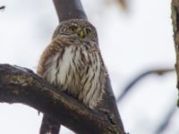 Glaucidium passerinum Alnarpsparken, Lomma, Skåne, Sweden 20111120C 056