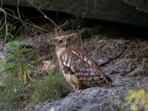 Ketupa zeylonensis - Brown Fish Owl - Brun fiskuv