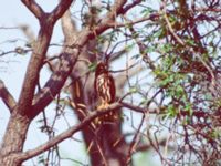 Ninox scutulata Happy Island (Shijiu Tuodao), Hebei, China 19980515 (4)