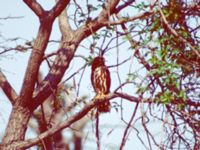 Ninox scutulata Happy Island (Shijiu Tuodao), Hebei, China 19980515 (5)