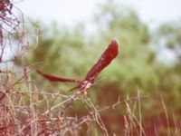 Ninox scutulata Happy Island (Shijiu Tuodao), Hebei, China 19980515 (6)