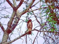 Ninox scutulata Happy Island (Shijiu Tuodao), Hebei, China 19980515