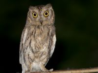 Otus brucei Cafe Gulmale, Birecik, Turkey 20120628B 433