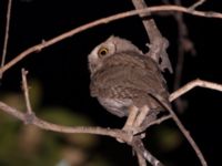 Otus brucei Cafe Gulmale, Birecik, Turkey 20120628C 416