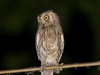 Otus brucei Cafe Gulmale, Birecik, Turkey 20120628C 442