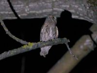 Otus scops scops Ilia State University Dedoplistskaro, Kakheti, Georgia 20180426B_1736