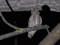 Otus scops scops Ilia State University Dedoplistskaro, Kakheti, Georgia 20180426B_1741