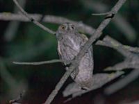 Otus scops scops Ilia State University Dedoplistskaro, Kakheti, Georgia 20180426B_1749