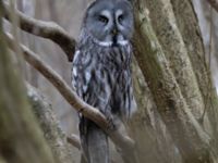 Strix nebulosa Almåsa, Malmö, Skåne, Sweden 20220320_0016