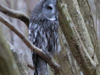 Strix nebulosa Almåsa, Malmö, Skåne, Sweden 20220320_0027