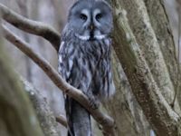 Strix nebulosa Almåsa, Malmö, Skåne, Sweden 20220320_0028