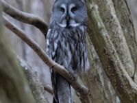 Strix nebulosa Almåsa, Malmö, Skåne, Sweden 20220320_0030