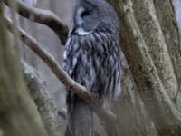 Strix nebulosa Almåsa, Malmö, Skåne, Sweden 20220320_0038