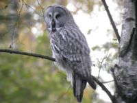 Strix nebulosa Skrylle, Lund, Skåne, Sweden 20051018B 001 (159)