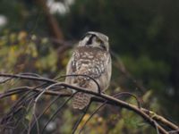 Surnia ulula Knösen, Falsterbohalvön, Vellinge, Skåne, Sweden 200510120 149