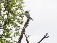 Surnia ulula Nordkalottenleden Boarrasacohkka-Pålnostugan-Baktajavri, Torne lappmark, Lappland, Sweden 20150709_0761