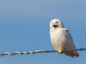 Bubo scandiacus - Snowy Owl - Fjälluggla
