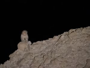Strix hadorami - Desert Owl - Västlig klippuggla