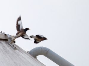 Acridotheres tristis - Common Myna - Brun majna