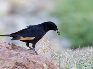 Onychognathus tristramii - Tristram's Starling - Sinaiglansstare